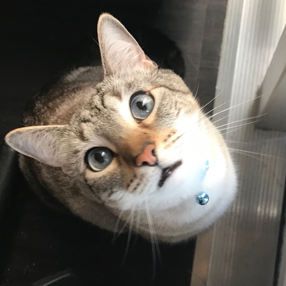 Meet your Posher, Tara